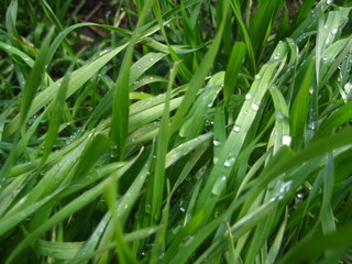 Green grass with water drops.