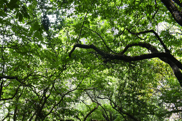 Naturaleza
