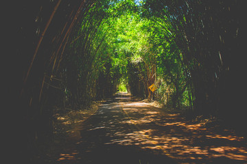 Estrada com bambús