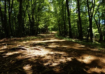 Fototapeta premium 御前山の山道