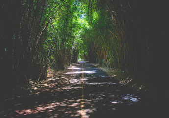 Estrada com bambús