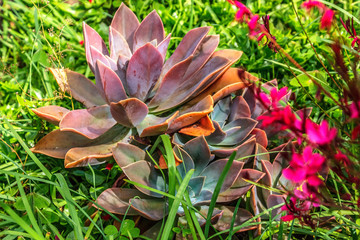 succulent plant in a garden
