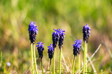 Close-up of March Muscari neglectum flowers on natural blurred background