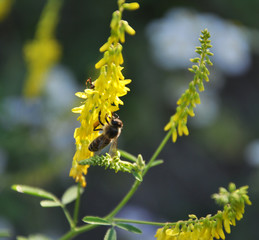 In the wild bloom Melilotus officinalis