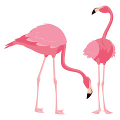 elegant flamingo birds couple