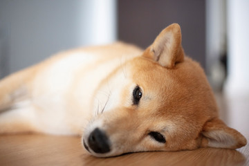 Shiba inu dog lying on the floor and looking at the camera