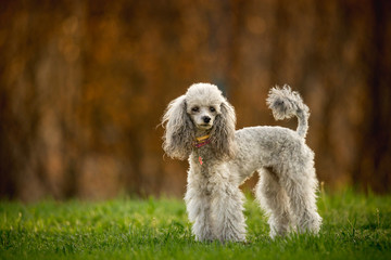 Silver Toy Poodle on the grass, brown background