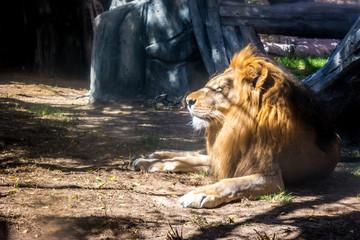 Naklejka premium Majestic lion lying down looking at the horizon during sunset in the jungle