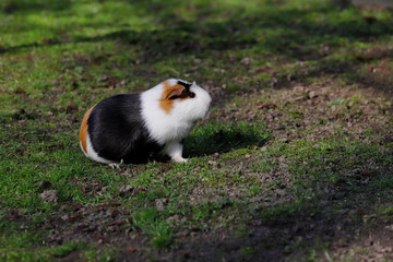 View of white-brown-black domestic guinea pig (Cavia porcellus) cavy