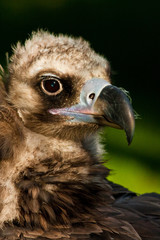 Mönchsgeier (Aegypius monachus)