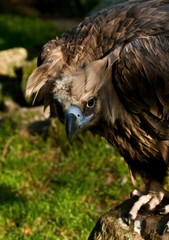 Mönchsgeier (Aegypius monachus)