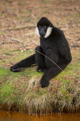 Aan de waterkant (Witwanggibbon)