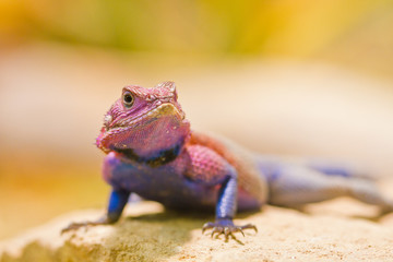 Fliederagame (Agama mwanzae)