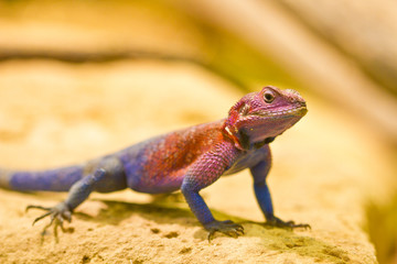 Fliederagame (Agama mwanzae)