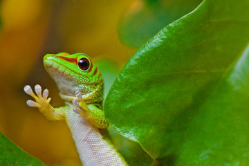 Madagaskar-Taggecko (Phelsuma madagascariensis)