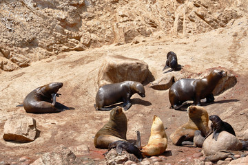 Wild colony of sea lions (Otaria flavescens) on the shore of the Ballestas Islands in Paracas, Peru.