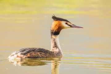 Closeup of a Great crested grebe Podiceps cristatus waterfowl