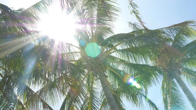 Low angle shot of sun shining through palm trees and fronds. Guanacaste Province, Costa Rica, Central America. Handheld shot with stabilized camera.