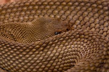 Basilisken-Klapperschlange (Crotalus basiliscus)