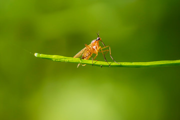 Panorpa communis, the common scorpionfly