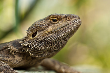 Bartagamen (Pogona)