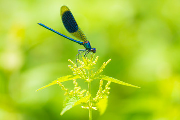 Banded Demoiselle