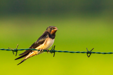 Barn Swallow Hirundo rustica resting closeup