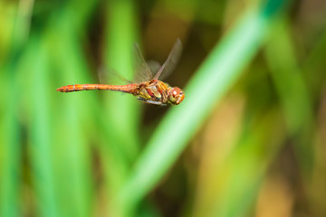 Common Darter (Sympetrum striolatum) dragonfly flying