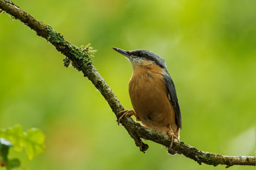 Eurasian or wood nuthatch bird (Sitta europaea) perched on a branch, foraging in a forest