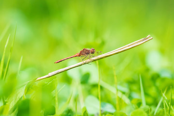 Red male Common Darter (Sympetrum striolatum) resting in a green meadow
