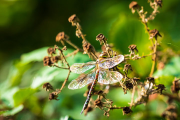 Closeup of a female migrant hawker Aeshna mixta resting under leaves in a tree