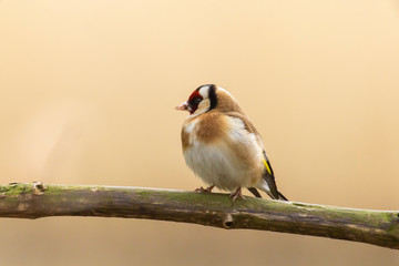 European goldfinch bird, Carduelis carduelis, perched in a tree