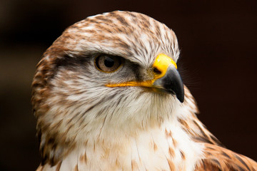 Königsrauhfussbussard (Buteo regalis)