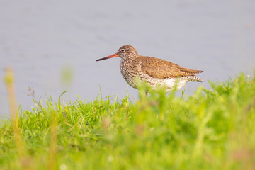 common redshank tringa totanus bird foraging in wetland