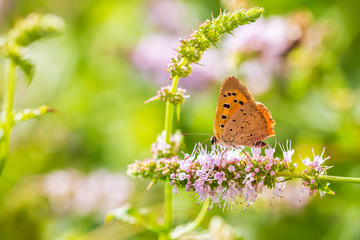 Small or common copper butterfly lycaena phlaeas closeup