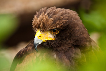 Wüstenbussard (Parabuteo unicinctus) 