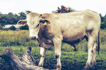 White Bull hanging out on the farm