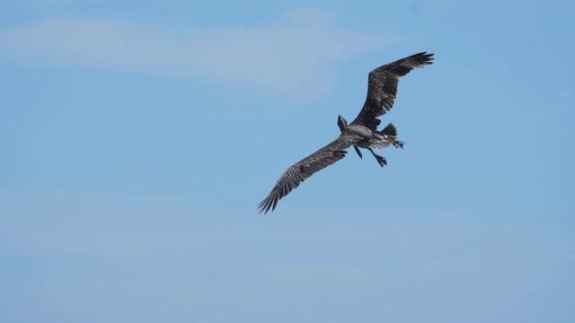 Slow motion Brown Pelicans diving into the sea hunting for fish. Guanacaste Province, Costa Rica, Central America. Handheld shot with stabilized camera.