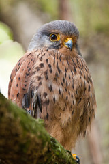 Rötelfalke (Falco naumanni)