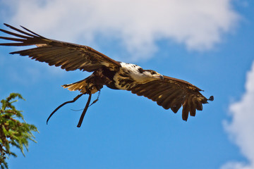 Fischadler (Pandion haliaetus)