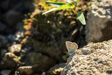  Adonis blue butterfly Polyommatus bellargus resting