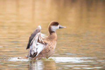Female red-crested pochard (Netta rufina) waterfowl, low point of view.