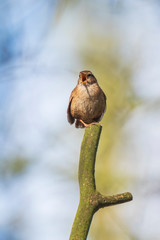 Eurasian Wren bird Troglodytes troglodytes singing portrait