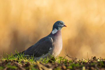 Wood Pigeon, Columba palumbus,
