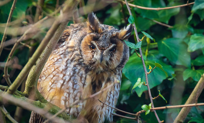 Long eared owl (Asio otus) bird of prey perched in a tree
