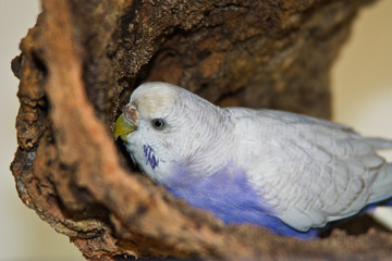 Wellensittich (Melopsittacus undulatus)