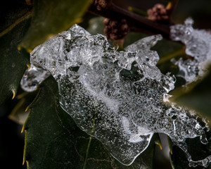 Ice Formation on the Holly Bush, looks like a Seahorse