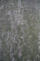 Fototapeta premium Tree bark texture