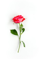 Red rose on white background. Minimal spring floral pattern. Flat lay, top view. 