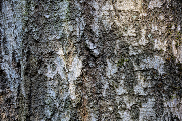 Tree bark texture